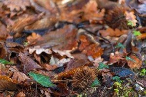 Mata da Margaraça, Arganil